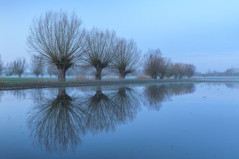 Knotted willows during blue hour
