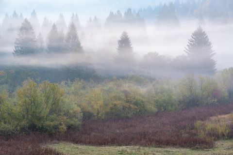 Misty marsh