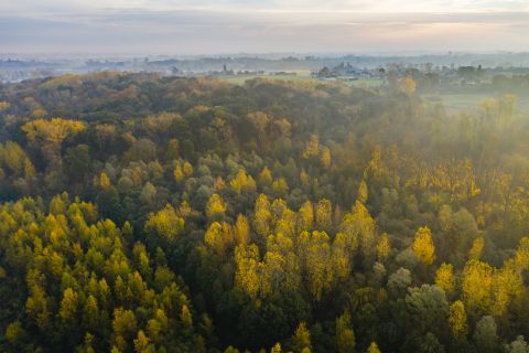 Autumn forest from the sky