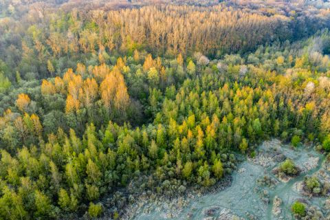 Forest from the sky