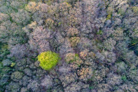 Forest from the sky