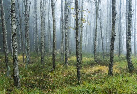 Misty birch forest | Eupen, Liège