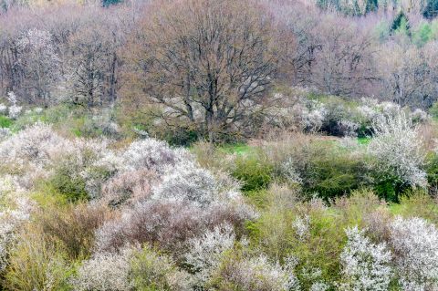 Blackthorn blooming | Wellin, Luxembourg