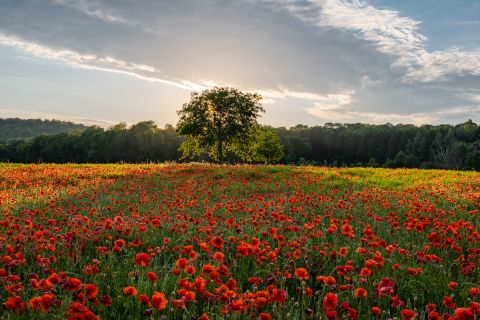 Field with poppies | Virton, Luxembourg