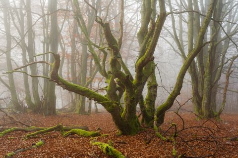 Misty beech forest| Bütgenbach, Liège