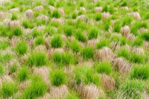 Purple moor grass | Waimes, Liège