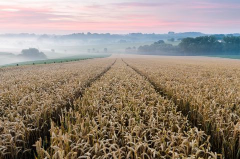 Field of wheat at dawn