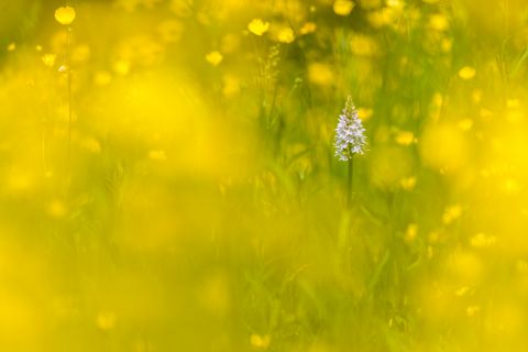 Bosorchis tussen de boterbloemen