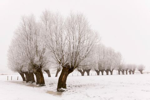 Knotwilgenrij in de winter