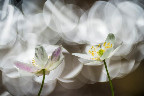 Wood anemones