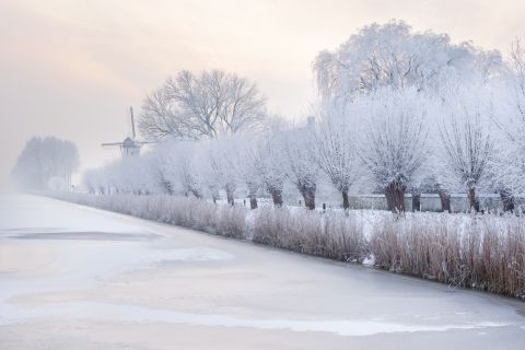 Aangevroren bomen in Damme