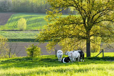 Koeien op de flanken van de Paterberg