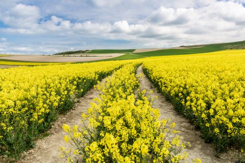 Rapeseed field with tracks