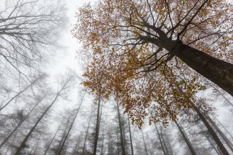 Beukenboom in kikvorsperspectief