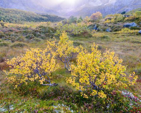 Colourful tundra during Autumn