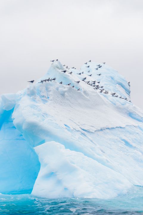 Antarctic terns - Orne Island, Antarctic Peninsula