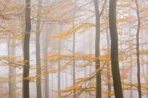 Misty beech forest