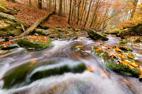 Rivier de Hoëgne tijdens de herfst