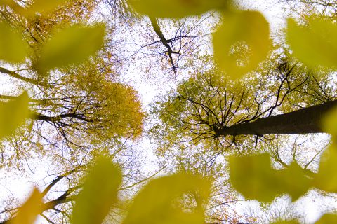 Autumn forest