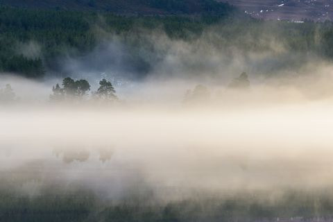 Misty trees at Loch Morlich