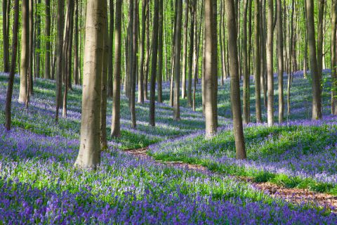 Tranendal in het Hallerbos