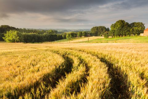 Tracks in a field of wheat