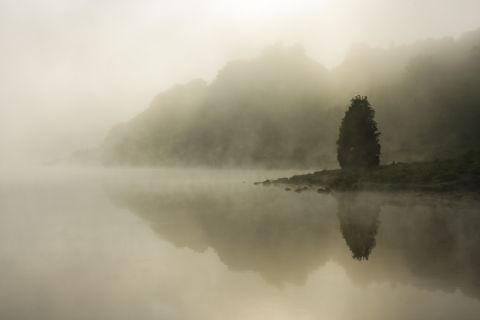 Meer met eenzame spar in de mist