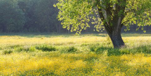 Grote ratelaar en boterbloemen in bloei