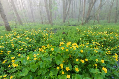 Mistig bos met Dotterbloemen